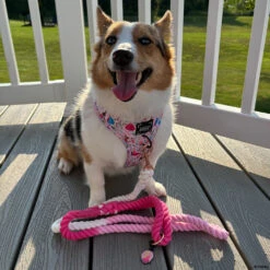 Dog Rope Leash - Disney's Aurora -Furfinity Cheap Shop WINNIETHE AUGGIE 4 2d33cac8 2f04 4a25 8b32 c617f0871fea