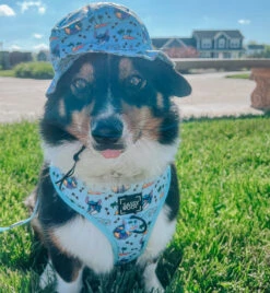 Dog Bucket Hat - Disney's Stitch -Furfinity Cheap Shop WINNIETHE AUGGIE 4 44e0625a 76ec 4066 96fb 74adca98af50