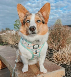 Dog Two Piece Bundle -STAR WARS™ The Child™ -Furfinity Cheap Shop WINNIETHE AUGGIE 4 4cbfad1f f746 4944 b67e 83caf48bf9f3