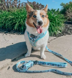 Dog Four Piece Bundle - Disney's Stitch 37 Dog Four Piece Bundle - Disney's Stitch -Furfinity Cheap Shop WINNIETHE AUGGIE 9