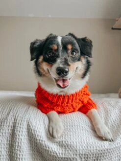 Dog Cable Knit Sweater - Orange -Furfinity Cheap Shop WINNIETHE AUGGIE 1 07d4b988 892f 4f90 9717 01387e9218e3