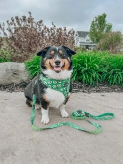 Dog Leash- Kiwi Krazy -Furfinity Cheap Shop WINNIETHE AUGGIE 1 ad58bb3a bdca 40ef b0c9 db47876de077