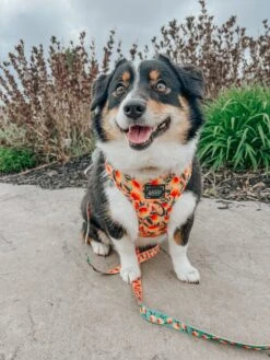 Dog Adjustable Harness - Mango Tango -Furfinity Cheap Shop WINNIETHE AUGGIE 2 8133aced 638f 4449 b26a cf19bb46b4f6