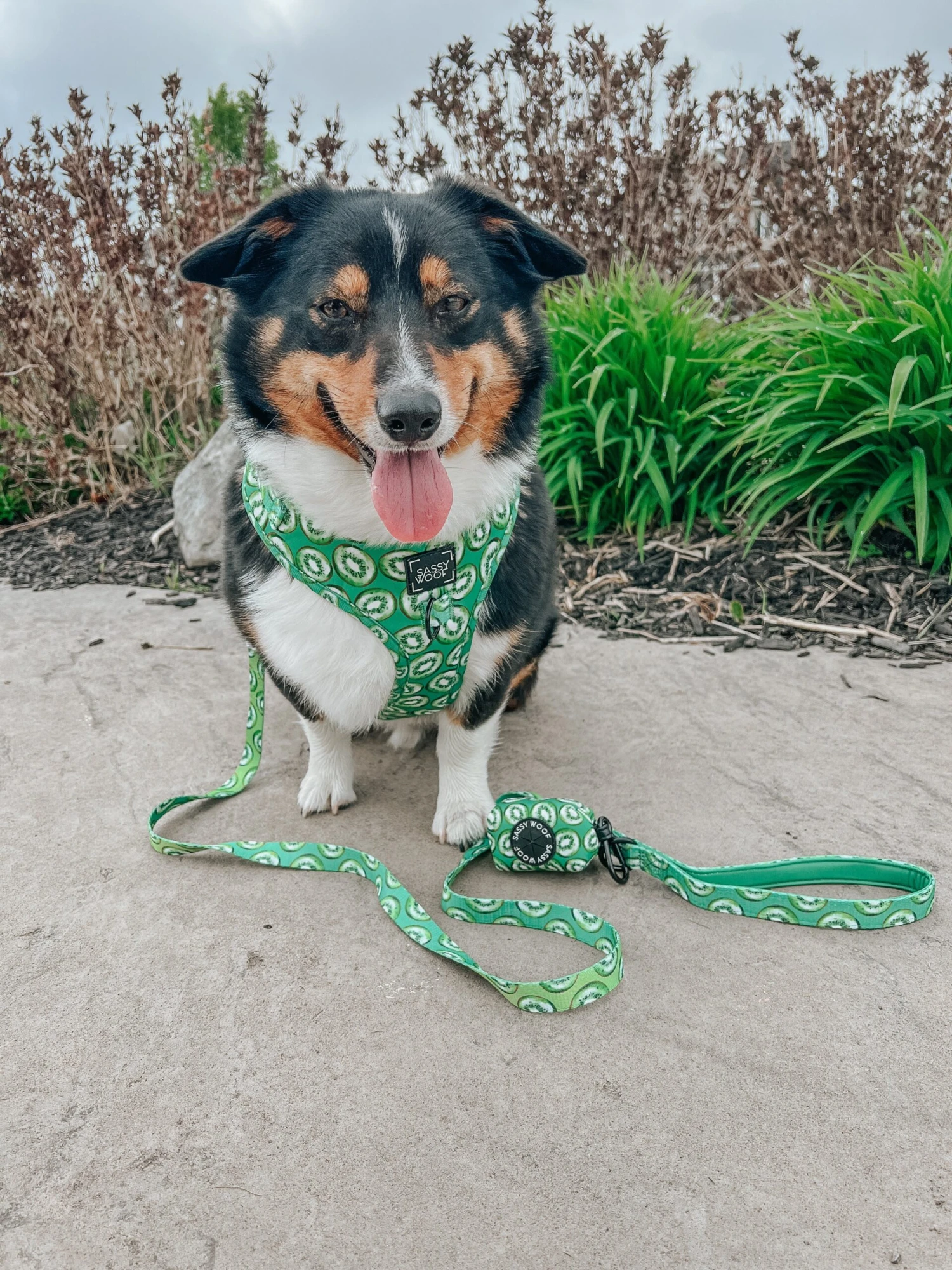 Dog Waste Bag Holder - Kiwi Krazy 9 Dog Waste Bag Holder - Kiwi Krazy - Image 7