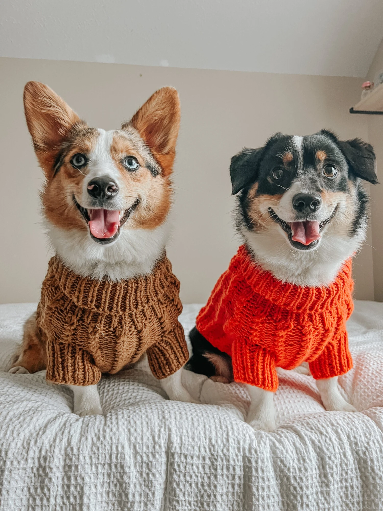 Dog Cable Knit Sweater - Brown 11 Dog Cable Knit Sweater - Brown - Image 9