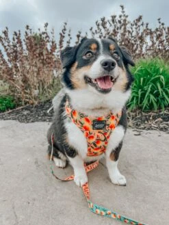 Dog Four Piece Bundle - Mango Tango -Furfinity Cheap Shop WINNIETHE AUGGIE 3 0c96cf98 227d 4361 8117 dede8ac8f60c