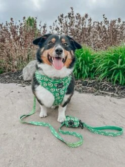 Dog Adjustable Harness - Kiwi Krazy -Furfinity Cheap Shop WINNIETHE AUGGIE 3 9a282483 52d2 489a 81e2 a9796ca9076d