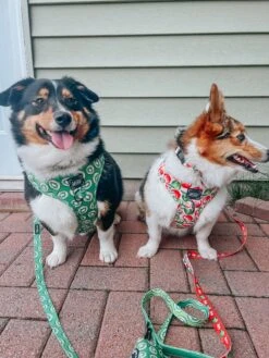 Dog Four Piece Bundle - Kiwi Krazy -Furfinity Cheap Shop WINNIETHE AUGGIE 4 a4ec8cb4 a42a 4a66 a158 08c803573056