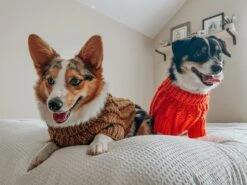 Dog Cable Knit Sweater - Orange -Furfinity Cheap Shop WINNIETHE AUGGIE 4 f653786a c409 4b55 90a1 4f084800276f