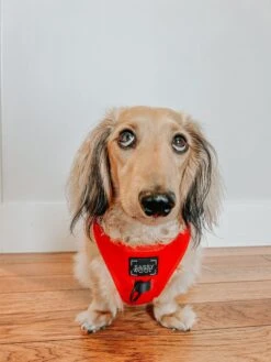 Dog Adjustable Harness - Neon Red -Furfinity Cheap Shop WINSTONTHEWEENIEMAN 2