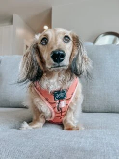 Dog Two Piece Bundle - Muscle Bod -Furfinity Cheap Shop WINSTONTHEWEENIEMAN 2 10c11361 098b 459e a44f 146769ab9e28