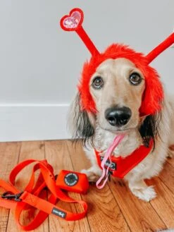 Dog Four Piece Bundle - Neon Red 34 Dog Four Piece Bundle - Neon Red -Furfinity Cheap Shop WINSTONTHEWEENIEMAN 4