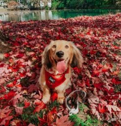 Dog Collar - Merlot -Furfinity Cheap Shop WINSTONTHEWEENIEMAN ba226c1d 69d2 4fe7 af85 3b8d4a72ccb0