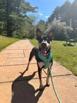 Dog Reversible Harness - Wag Your Teal -Furfinity Cheap Shop WYTModel