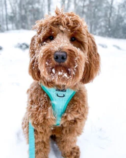 Dog Reversible Harness - Wag Your Teal -Furfinity Cheap Shop Wag