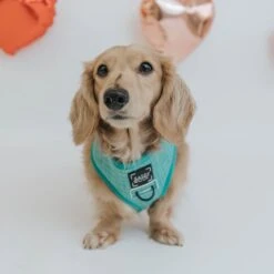 Dog Four Piece Bundle - Wag Your Teal -Furfinity Cheap Shop Wag Dog Harness Teal abf10b5f f8b7 4d70 b73a d6c9140ba242