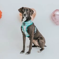 Dog Four Piece Bundle - Wag Your Teal -Furfinity Cheap Shop Wag Your Teal Dog Harness 10987255 f606 495c 8a14 e4da0b9e90e2