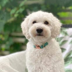 Collar Three Piece Bundle - Wag Your Teal -Furfinity Cheap Shop WagYourTeal 64cb16e4 97f5 4467 9310 f6c923fa7016