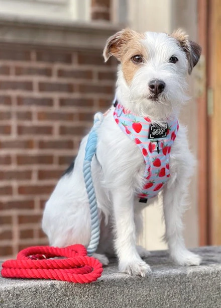 Dog Rope Leash - Watermelon Sugar 6 Dog Rope Leash - Watermelon Sugar - Image 4