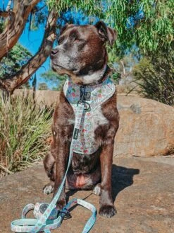 Dog Adjustable Harness - Shrooms & Blooms -Furfinity Cheap Shop XENA AND NOVA STAFFYS 1 c3042865 fed0 4519 8117 39e61d5336b9