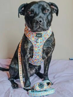 Dog Leash - Good Duck, Babe! -Furfinity Cheap Shop XENA AND NOVA STAFFYS 2 5094fdba 8fc2 4b99 bcbe ee1380f07510