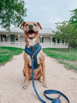 Dog Four Piece Bundle - Twilight -Furfinity Cheap Shop XL marilynchihuahua 2059ba81 4425 4550 b731 05c0d963947c