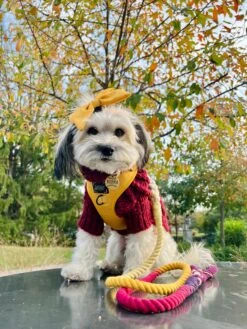 Dog Cable Knit Sweater - Red -Furfinity Cheap Shop YOUBERRABELIEVEIT 1