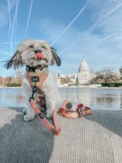 Dog Adjustable Harness - The Night Life -Furfinity Cheap Shop YOUBERRABELIEVEIT 1 77862a8a d956 45d5 b1e1 37bf0225bb0a