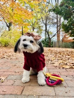 Dog Cable Knit Sweater - Red -Furfinity Cheap Shop YOUBERRABELIEVEIT 2