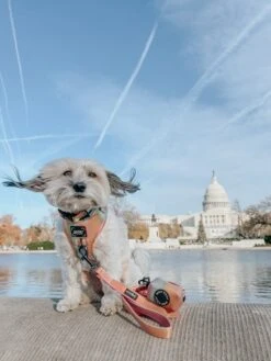 Dog Leash - The Night Life 25 Dog Leash - The Night Life -Furfinity Cheap Shop YOUBERRABELIEVEIT 2 edf5a4a2 6545 47d9 bce4 f8d885a3bf5f