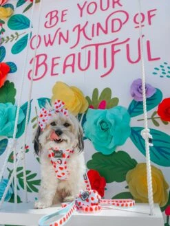 Dog Four Piece Bundle - I Woof You Berry Much -Furfinity Cheap Shop YOUBERRABELIEVEIT 4