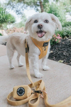 Dog Four Piece Bundle - Sunflower Fields 31 Dog Four Piece Bundle - Sunflower Fields -Furfinity Cheap Shop Yellow Dog Collar Leash Kai 1