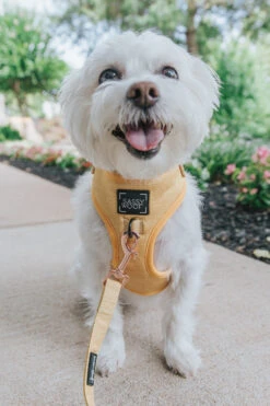 Dog Adjustable Harness - Sunflower Fields -Furfinity Cheap Shop Yellow Dog Harness Leash Kai 1 2