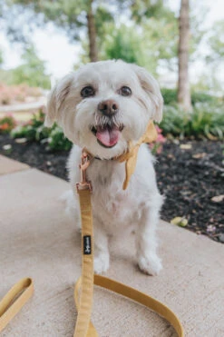 Dog Leash - Sunflower Fields -Furfinity Cheap Shop Yellow Mustard Dog Collar Leash Kai 1