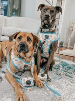 Dog Four Piece Bundle - Mush Love -Furfinity Cheap Shop ZERO AND ECHO 1