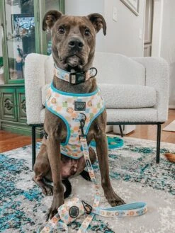 Dog Two Piece Bundle - Mush Love -Furfinity Cheap Shop ZERO AND ECHO 3 ac4d1516 a481 4086 a13a 4209bed4389e