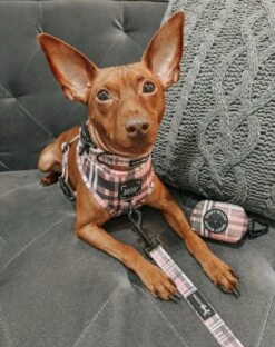 Dog Three Piece Bundle - Pawberry -Furfinity Cheap Shop ZEUS THEMINPIN 1