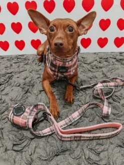 Dog Four Piece Bundle - Pawberry -Furfinity Cheap Shop ZEUS THEMINPIN 2