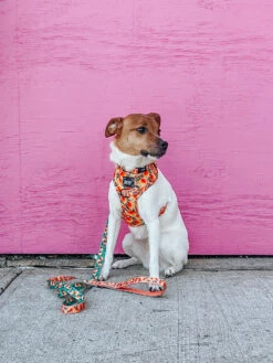 Dog Four Piece Bundle - Mango Tango -Furfinity Cheap Shop ZOEDOXIE20 2