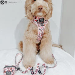 Dog Four Piece Bundle - Harley Quinn™ -Furfinity Cheap Shop all about azella 2