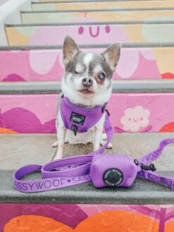 Dog Leash - Neon Purple 29 Dog Leash - Neon Purple -Furfinity Cheap Shop alohachihuahuas 1 f77510c5 4a38 4925 9966 f8b822ca464e
