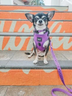 Dog Adjustable Harness - Neon Purple -Furfinity Cheap Shop alohachihuahuas 2