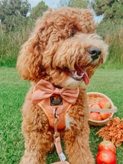 Dog Four Piece Bundle - Apple Cider -Furfinity Cheap Shop appe cider dog harness