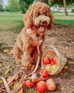 Dog Adjustable Harness - Apple Cider -Furfinity Cheap Shop appe cider dog leash