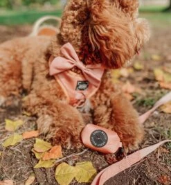 Dog Waste Bag Holder - Apple Cider 12 Dog Waste Bag Holder - Apple Cider -Furfinity Cheap Shop appe cider dog sailorbow