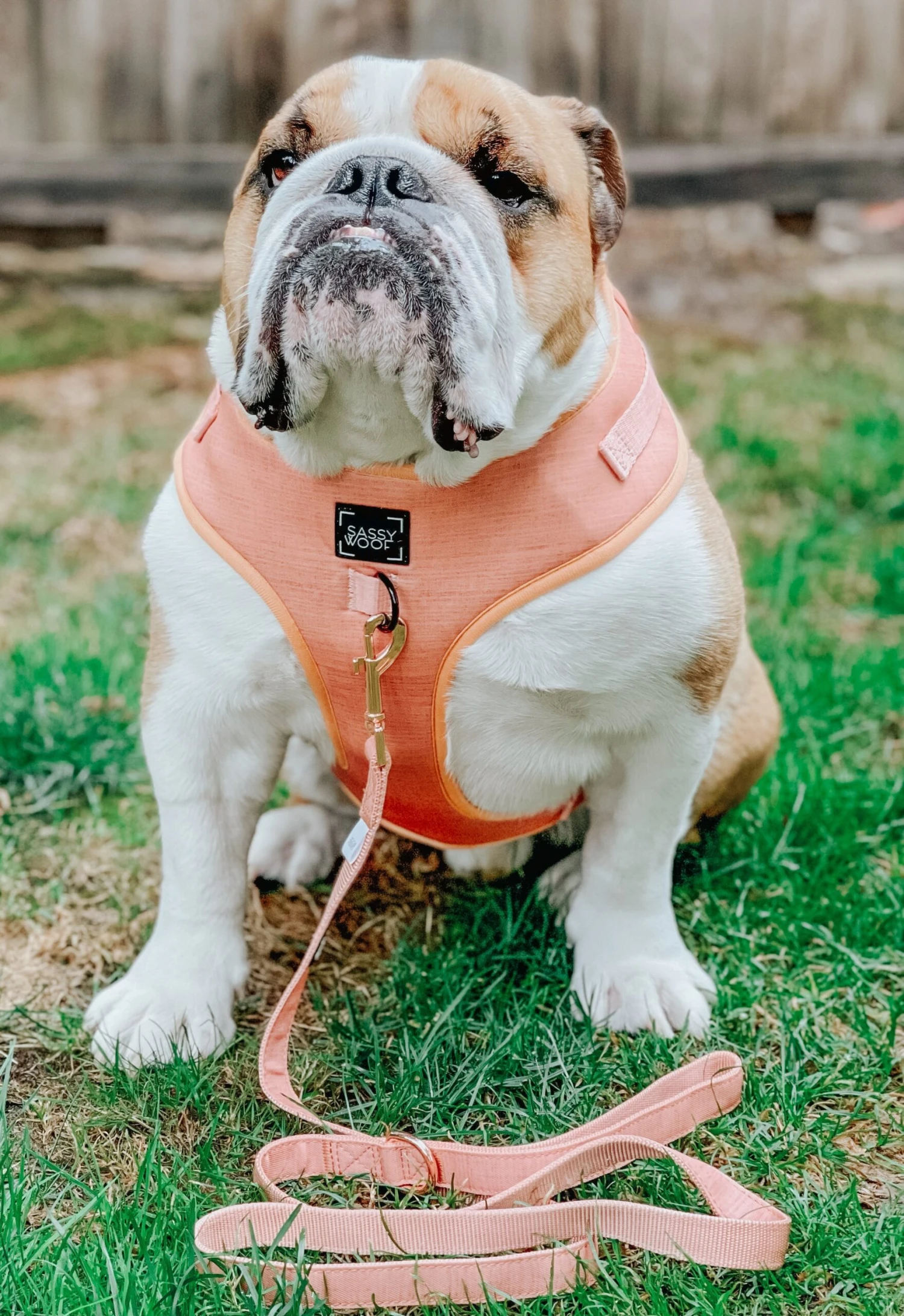 Dog Leash - Apple Cider 12 Dog Leash - Apple Cider - Image 10