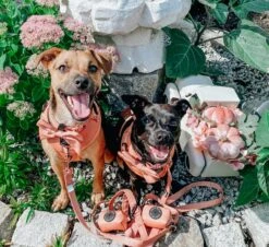 Dog Waste Bag Holder - Apple Cider 13 Dog Waste Bag Holder - Apple Cider -Furfinity Cheap Shop apple cider dog bundle 3