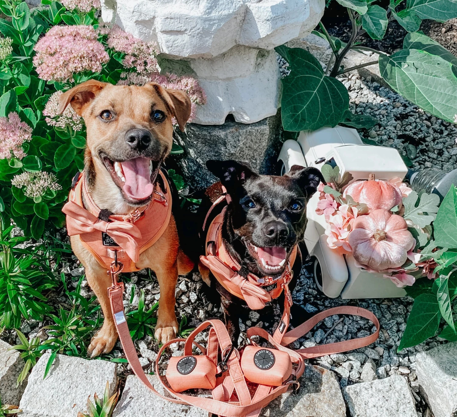 Dog Waste Bag Holder - Apple Cider 7 Dog Waste Bag Holder - Apple Cider - Image 5