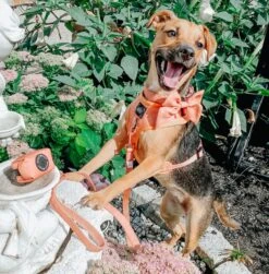 Dog Adjustable Harness - Apple Cider -Furfinity Cheap Shop apple cider dog bundle 4