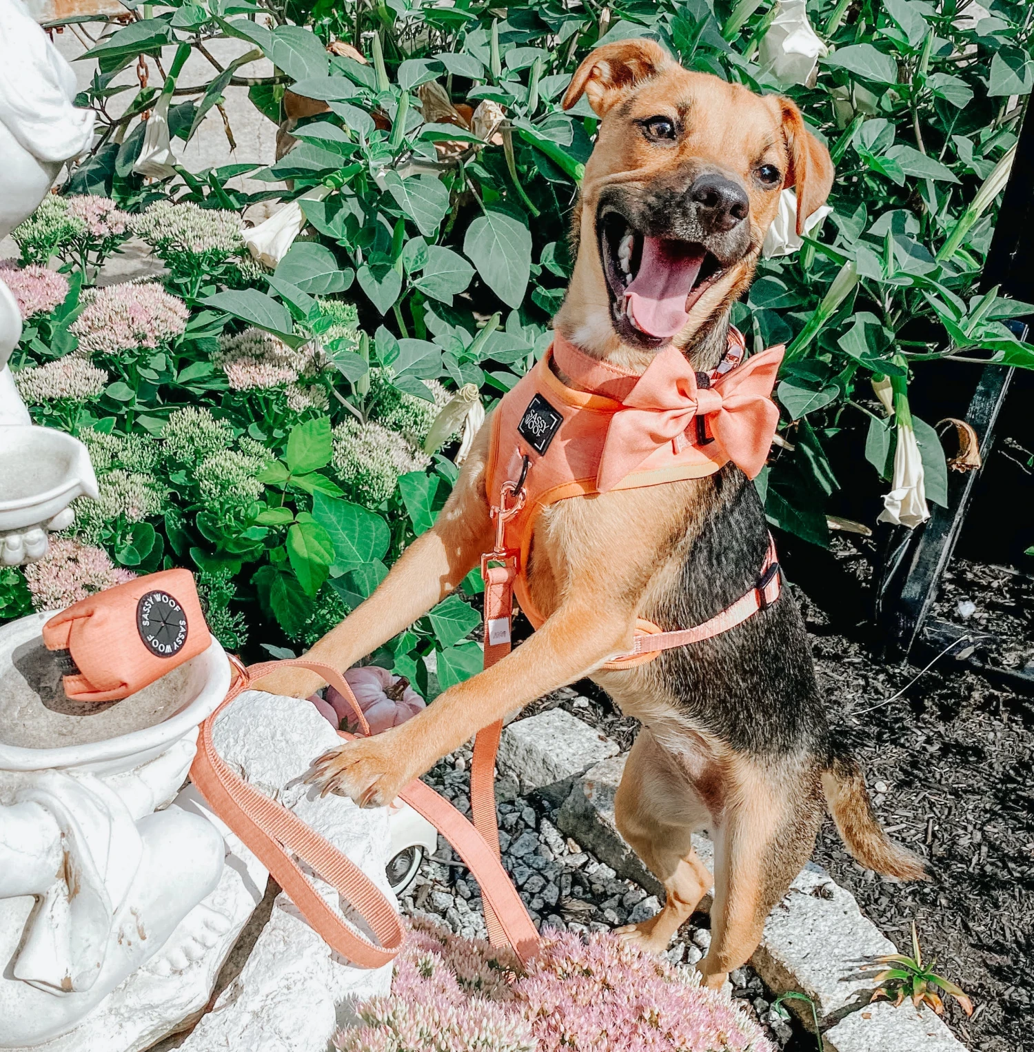 Dog Leash - Apple Cider 10 Dog Leash - Apple Cider - Image 8